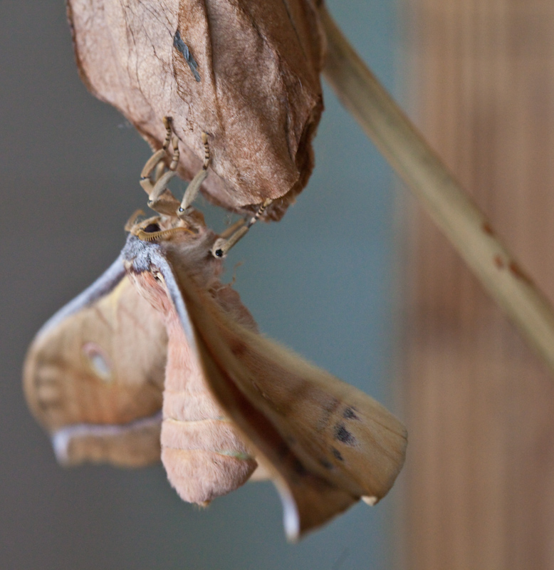 IMG_9079.jpg - Papillon de nuit