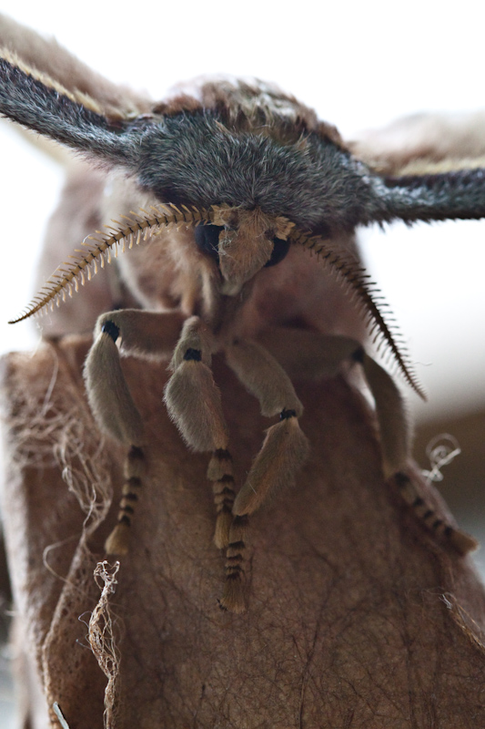 IMG_9092.jpg - Papillon de nuit