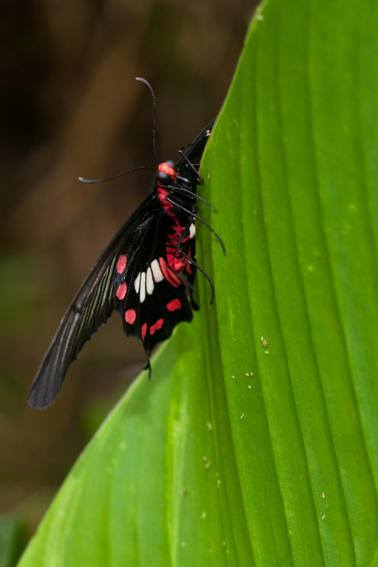 IMG_9125.jpg - Paride photinus papillonidae