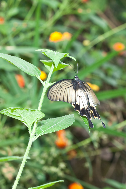 IMG_9157.jpg - papilio iowi