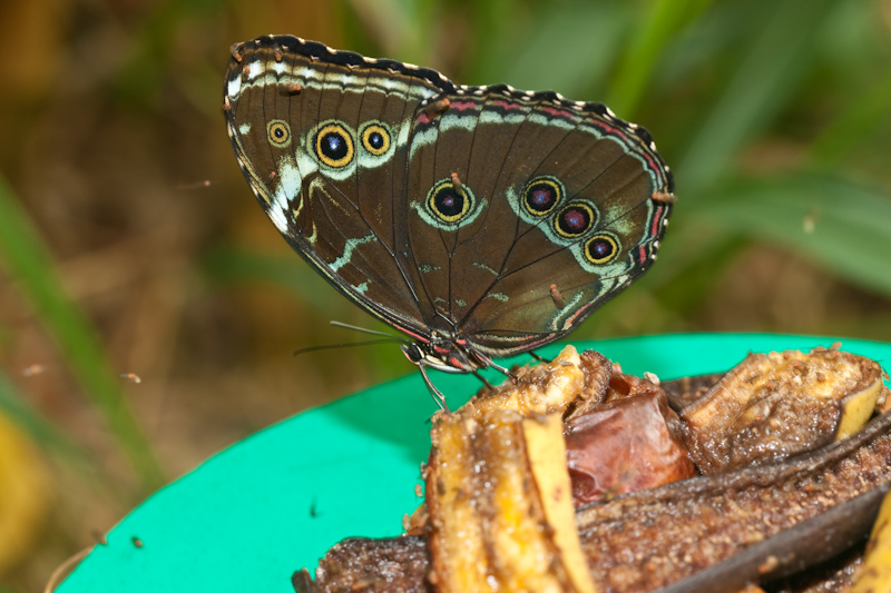 IMG_9171.jpg - Morpho peleides