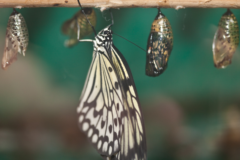 IMG_9188.jpg - idea leuconoe gardita  danaïde