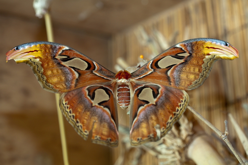 IMG_1856.jpg - Attacus Atlas (il est énorme)