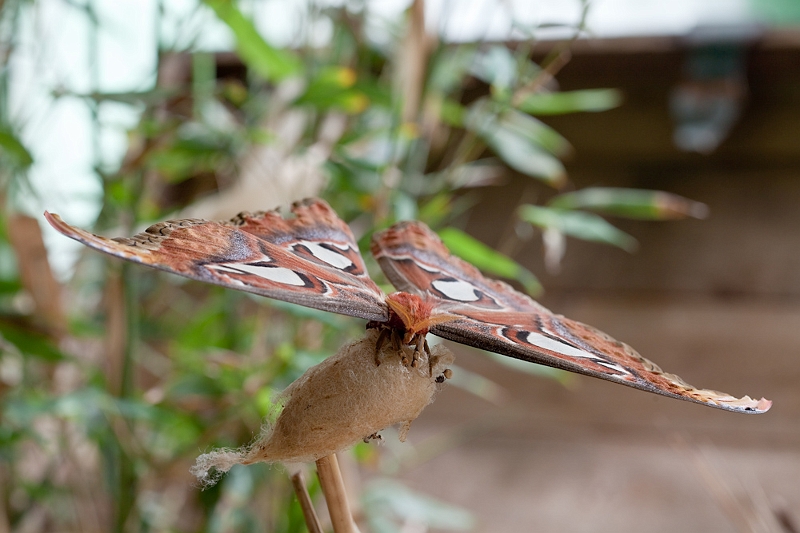 IMG_1912.jpg - attacus atlas