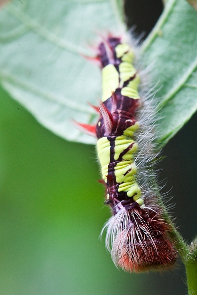 IMG_2025.jpg - chenille du Morpho peleides