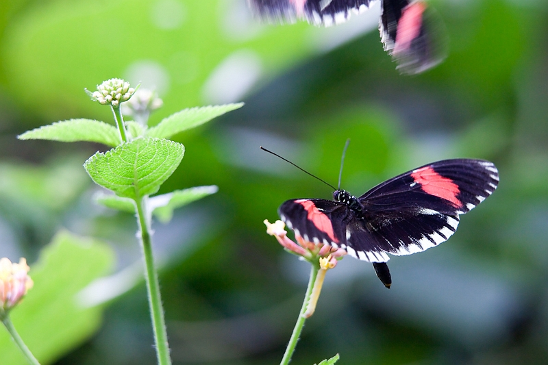 IMG_2097.jpg - Heliconius melpómene