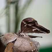 IMG_1910