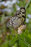 IMG_0382-1