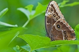 IMG_0509-1