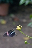 IMG_0562-1