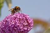 IMG_0644-1
