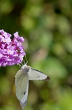 IMG_0663-1