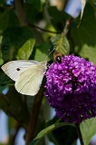 IMG_0704-1