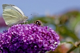 IMG_0713-1