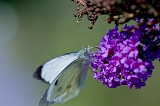 IMG_0781-1