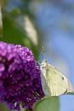 IMG_0811-1