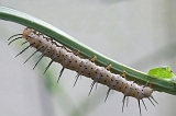chenille2
