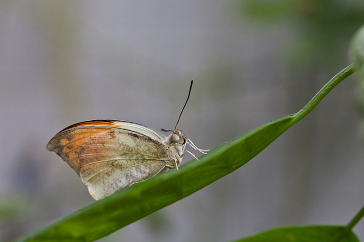 IMG_9451.jpg - un pieride (mâle) ressemble à un aurore