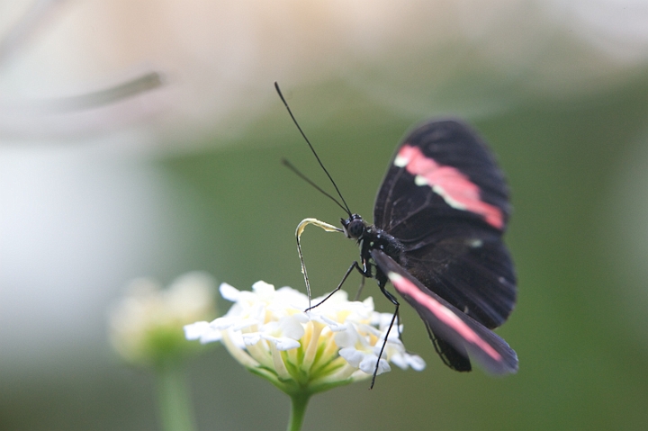 IMG_9470.jpg - Heliconius melpómene