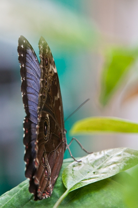 IMG_9473.jpg - Papillon hiboux