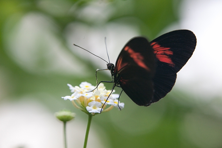 IMG_9483.jpg - Heliconius melpómene