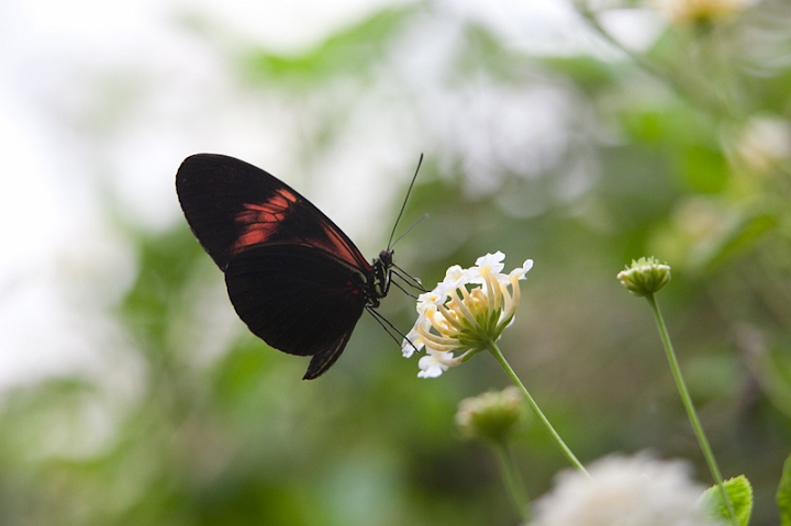 IMG_9485.jpg - Heliconius melpómene