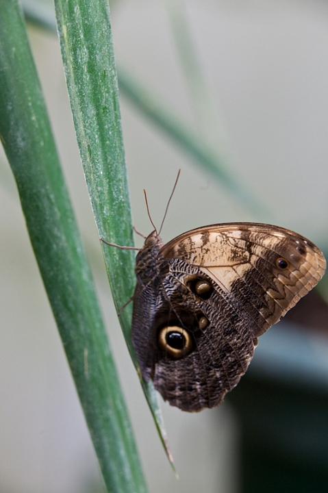 IMG_9492.jpg - Papillon hiboux
