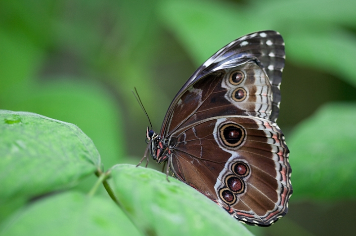 IMG_9513.jpg - Papillon hiboux
