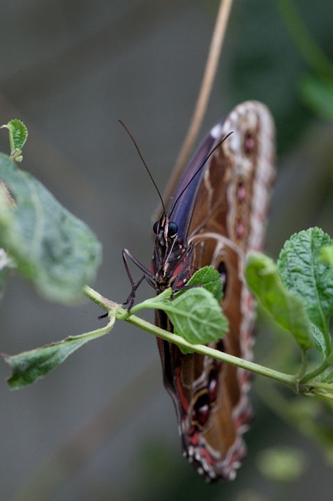 IMG_9549.jpg - Papillon hiboux