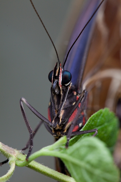 IMG_9555.jpg - Papillon hiboux