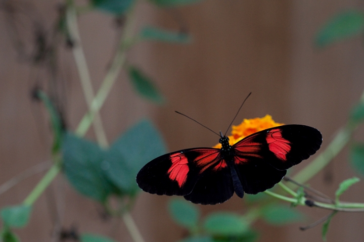 IMG_9572.jpg - Heliconius melpómene