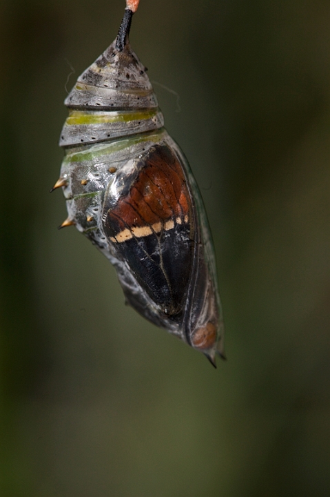 IMG_9590.jpg - Voici donc une suite de photos la sortie d'un papillon, sortie ratée il manquait de force pour s'accrocher, mais le document est interessant.
