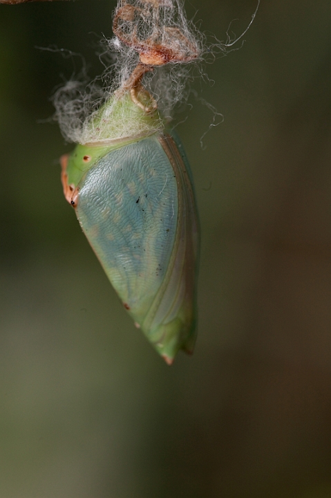 IMG_9592.jpg - chrysalide