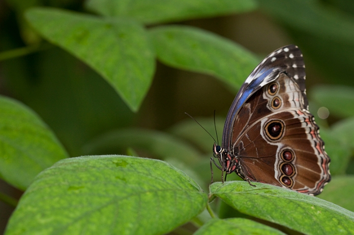 IMG_9594.jpg - le morpho une aile un peu atrophiée