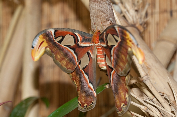 IMG_9672.jpg - Attacus Atlas
