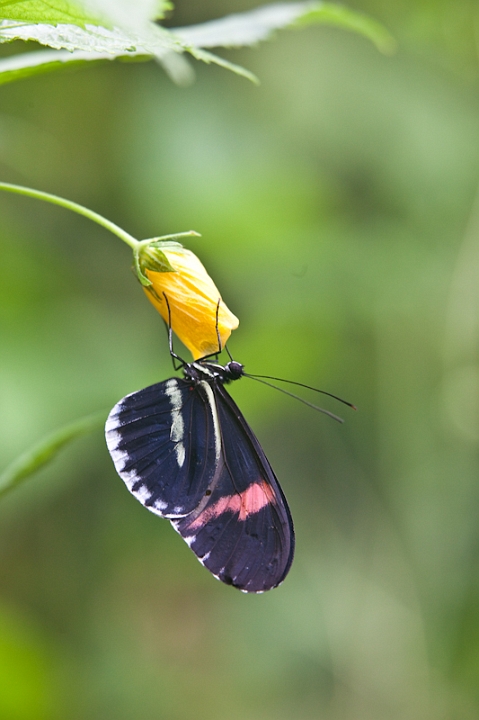 IMG_9714.jpg - Heliconius melpómene
