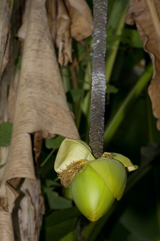 IMG_0093.jpg - un fruit ne me demandez pas ce que c'est :)