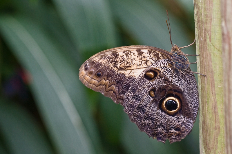 IMG_0166.jpg - celui ci n'est pas un papillon de nuit