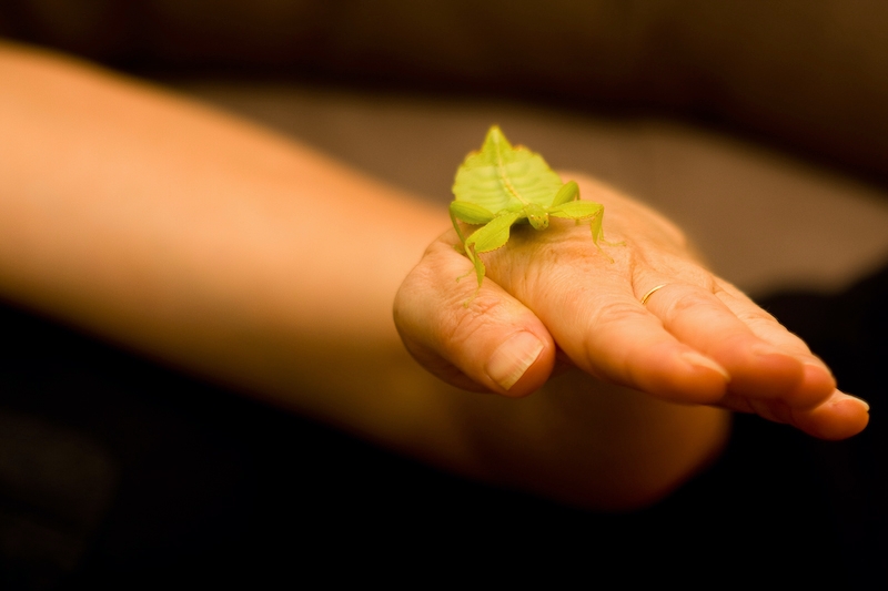 IMG_9769.jpg - femelle du phasme feuille présenté par ma compagne. je ne me rendais pas compte de la beauté esthétique de la photo.