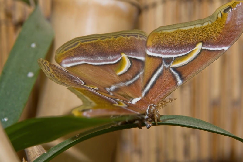 IMG_9869.jpg - celui ci s'est un peu ennervé  et etait en train de sortir de son box