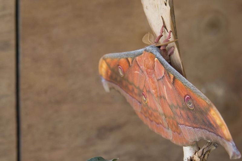 IMG_9911.jpg - plusieurs papillons de nuit en expo (des vivants)  magnifique !