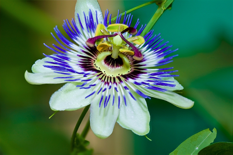 comb3-3.jpg - fleur non naturelle fruit de 3 photos avec des profondeur de champ différentes. Un peu comme la photo des echecs auparavant.