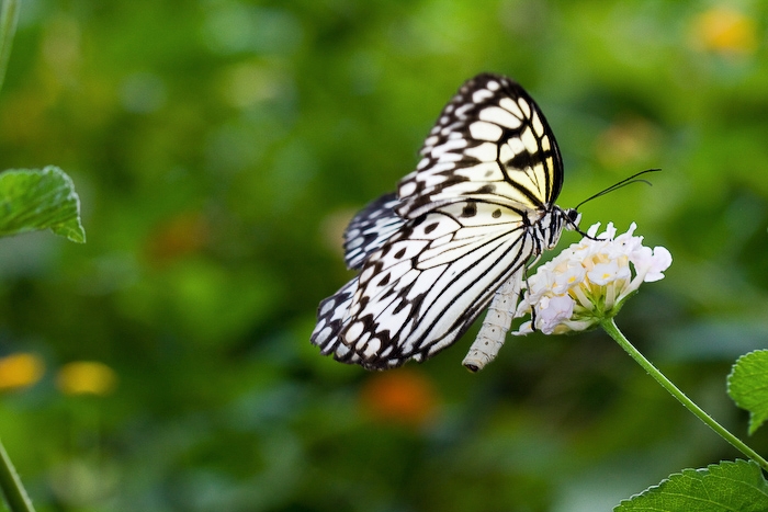 tocomment5.jpg - oui ce n'etait pas dans mes habitudes de prendre les papillons de jour à virelles et pourtant :)