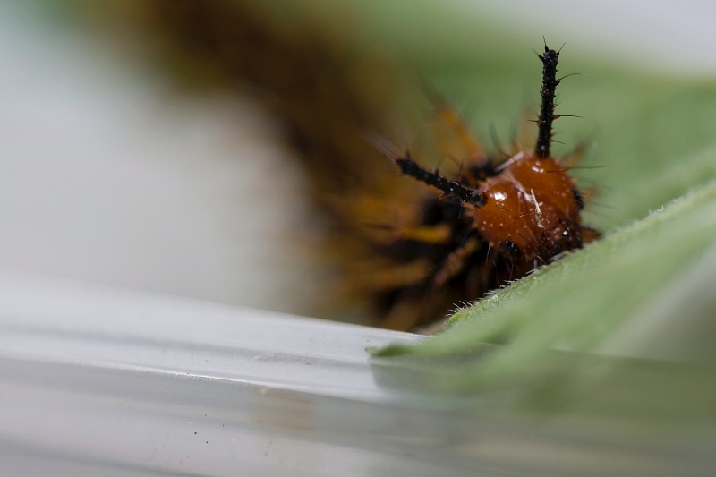 IMG_1840.jpg - Chenille de papillon de jour