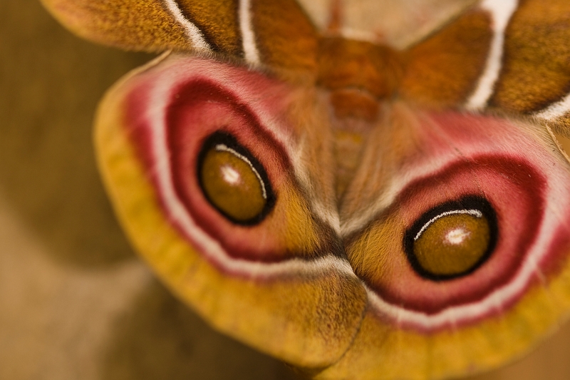 IMG_1843.jpg - yeux de hiboux, faire peur voila ue tactique de papillon de nuit.