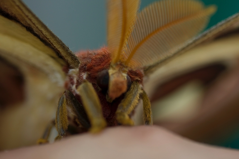 IMG_1848.jpg - zon l'air fin de près :roll