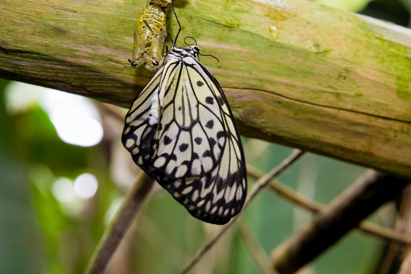 IMG_1854.jpg - vient juste de sortir de son cocon, les ailes n'ont pas encore reçu d'afflux sanguin.