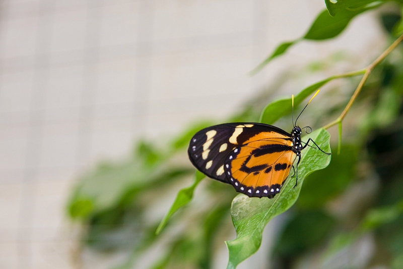 IMG_1883.jpg - je ne me rappelais pas en avoir vu avec un bout d'antennes jaune :)
