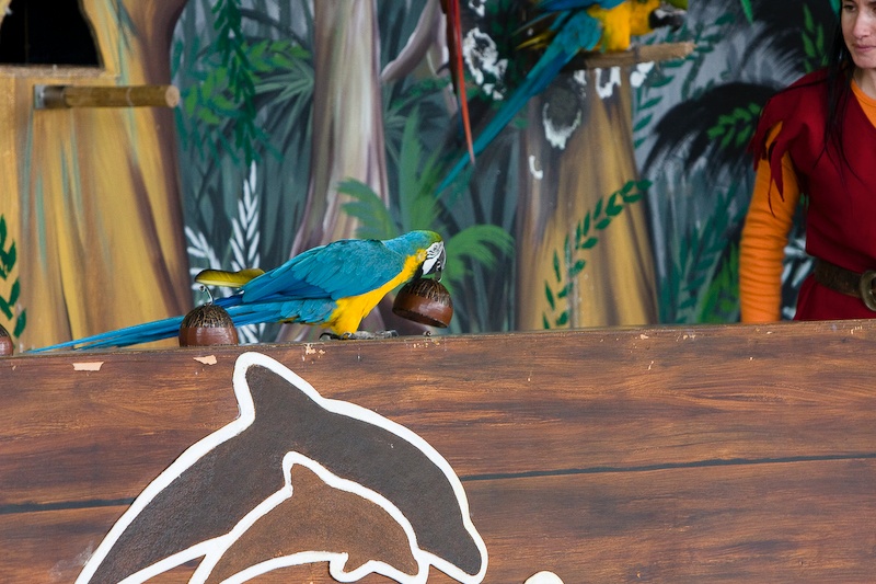 IMG_0016.jpg - Ara ararauna (bleu et jaune)