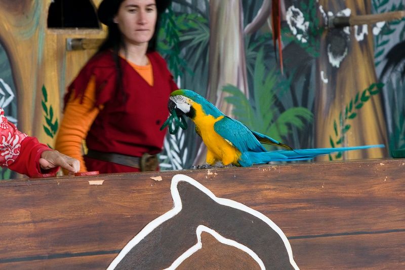 IMG_0029.jpg - Ara ararauna (bleu et jaune)